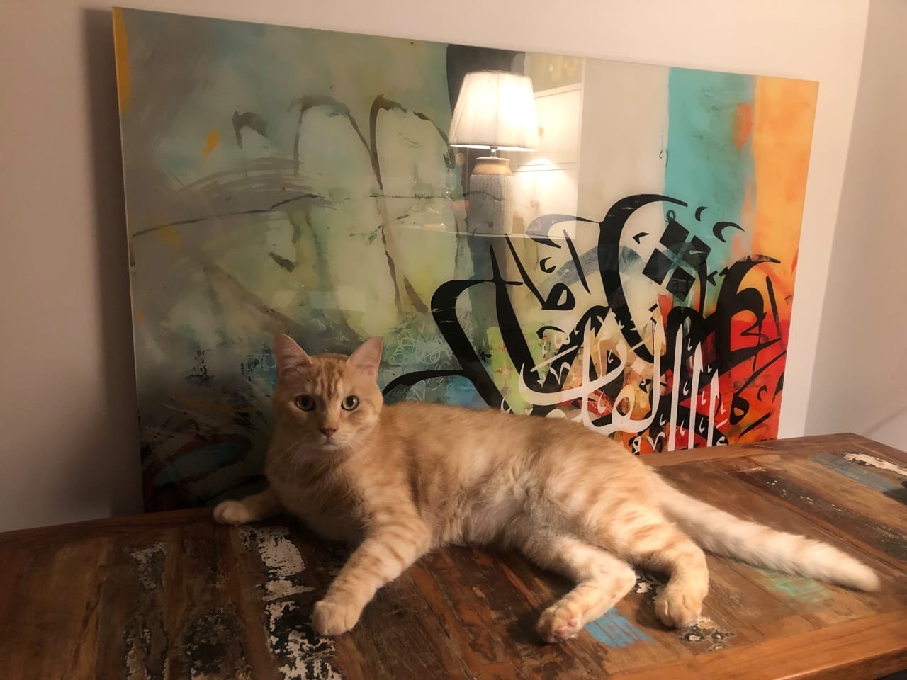 Simba, Sufiya Patel's ginger cat, posing at home